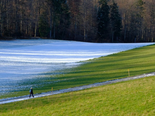 Blick auf eine halb-verschneite Wiese am Waldrand.