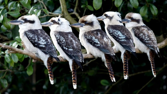Fünf Kookaburras in einem Vorgarten in der Metropole Sydney, 2002. Fünf Kookaburras in einem Vorgarten in der Metropole Sydney, 2002.