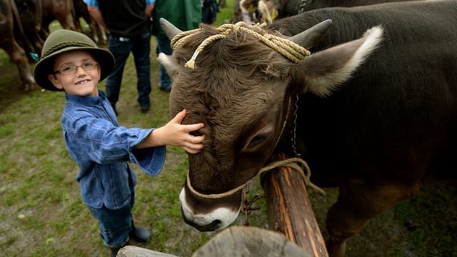 Ein Bub streichelt einen Jungstier am am traditionellen Zuger Stierenmarkt. Ein Bub streichelt einen Jungstier am am traditionellen Zuger Stierenmarkt.