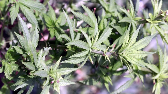 Cannabis. Cannabis.