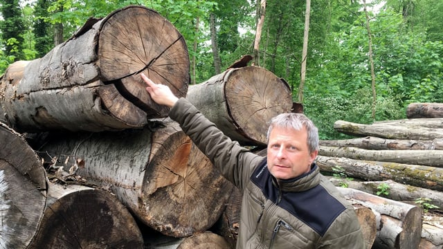 Ein Mann zeigt auf einen Riss im Stamm eines gefällten Baumes. Ein Mann zeigt auf einen Riss im Stamm eines gefällten Baumes.
