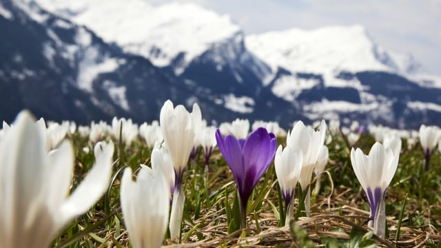 Krokusse vor Bergpanorama (Archivbild) Krokusse vor Bergpanorama (Archivbild)