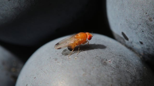Die aus Asien eingeschleppte Kirschessigfliege kann ganze Beeren-und Weinernten zerstören. Die aus Asien eingeschleppte Kirschessigfliege kann ganze Beeren-und Weinernten zerstören.