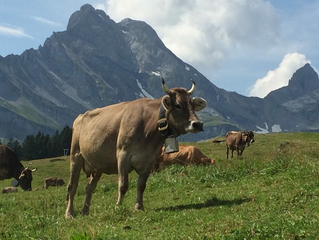 Kühe vor Bergkulisse