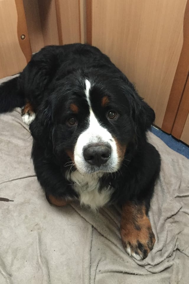 Sennenhund liegt auf einer Matte im Wohnwagen und schaut treuherzig in die Kamera.