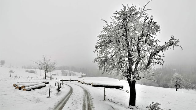 Verschneiter Feldweg am Renggpass mit einer nebligen Stimmung. Verschneiter Feldweg am Renggpass mit einer nebligen Stimmung.