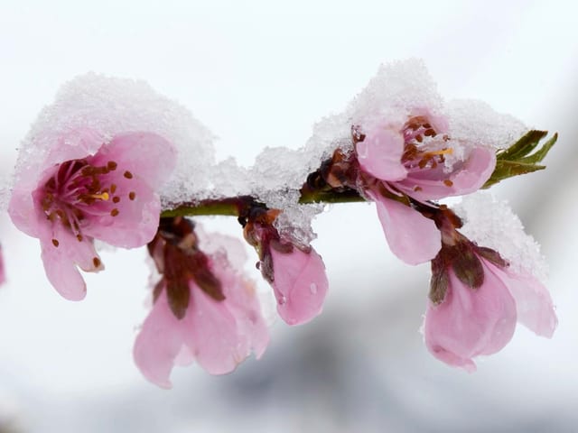 Der Schnee und die zarten Blüten sehen fantastisch aus, doch bei diesem Wetter fliegen keine Bienen.