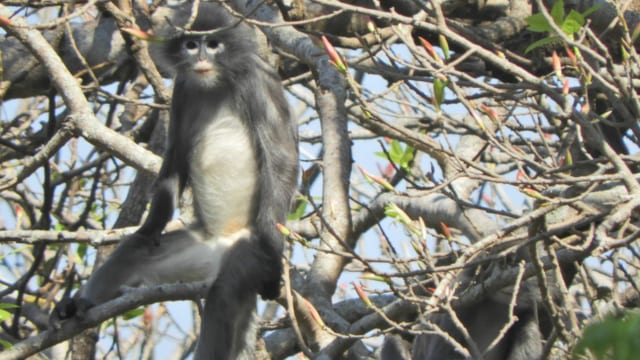 Popa Langur Popa Langur
