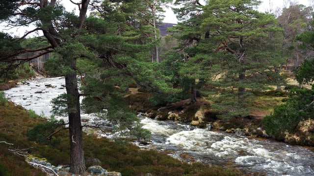 Zwei Bäume an einem wilden Fluss. Zwei Bäume an einem wilden Fluss.