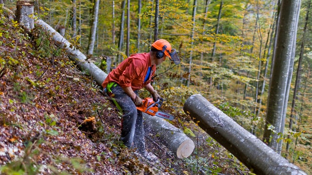 Ein Waldarbeiter bearbeitet einen Baum mit einer Kettensäge. Er steht an einem Hang. Ein Waldarbeiter bearbeitet einen Baum mit einer Kettensäge. Er steht an einem Hang.