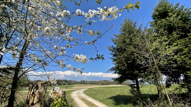 Felder in Urtenen-Schönbühl unter blauem Himmel mit Wolken am fernen Jura. Felder in Urtenen-Schönbühl unter blauem Himmel mit Wolken am fernen Jura.