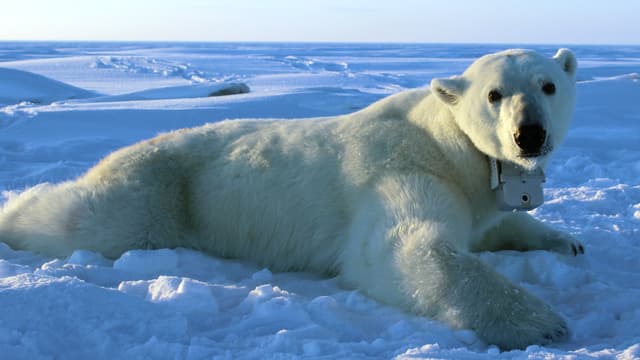 Bedrohte Tierart Eisbaren Brauchen Viel Mehr Kalorien Als Gedacht Kultur Srf