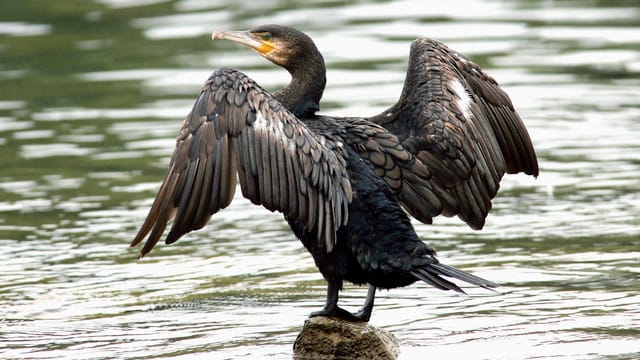 Ein Kormoran steht auf einem Stein im Rhein Ein Kormoran steht auf einem Stein im Rhein