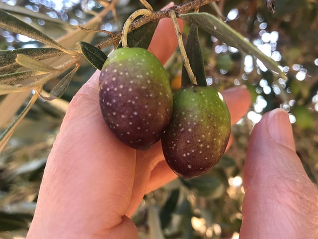 Reife Olive Reife Olive