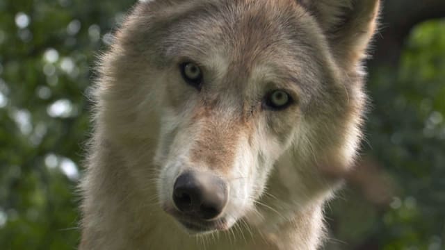 Wölfin schaut direkt in Kamera Wölfin schaut direkt in Kamera