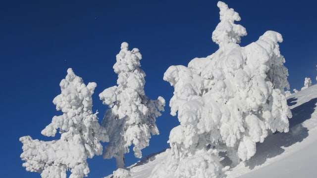 Tiefverschneite Winterlandschaft auf der Rigi am 18. Januar Tiefverschneite Winterlandschaft auf der Rigi am 18. Januar