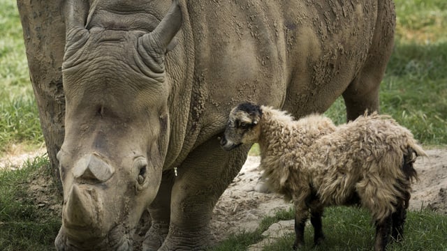 Schaf und Nashorn. Schaf und Nashorn.