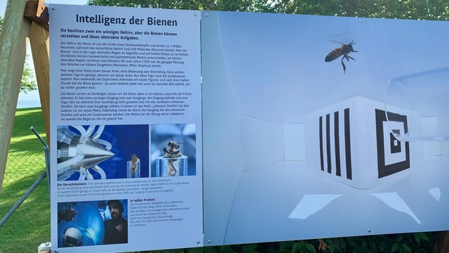 Mit diversen Fotos und Texten auf Tafeln vor dem Seeparksaal in Arbon zeigt das Bienenschutzprojekt «Bee Family» eine neue Ausstellung über die Bedeutung der Bienen. Mit diversen Fotos und Texten auf Tafeln vor dem Seeparksaal in Arbon zeigt das Bienenschutzprojekt «Bee Family» eine neue Ausstellung über die Bedeutung der Bienen.