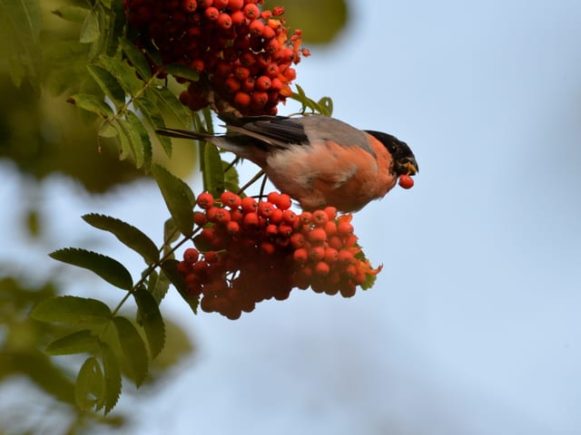 Vogel frisst Beeren