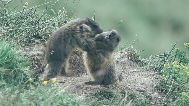 Zwei junge Murmeltiere bäumen sich im Spielkampf aneinander auf. Zwei junge Murmeltiere bäumen sich im Spielkampf aneinander auf.
