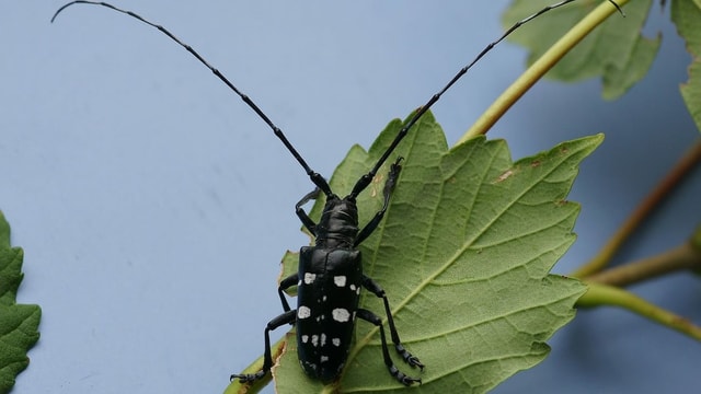 Grosser Käfer auf Blatt. Grosser Käfer auf Blatt.