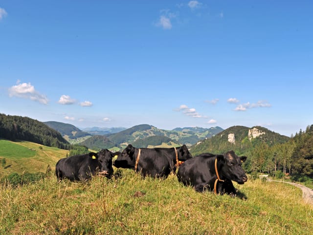 Ein Tag zum Chillen. Sonne, Wärme und ein paar dekorative Quellwolken. Den drei schwarzen Kühen gefällts auf dem Belchenflue/BL.