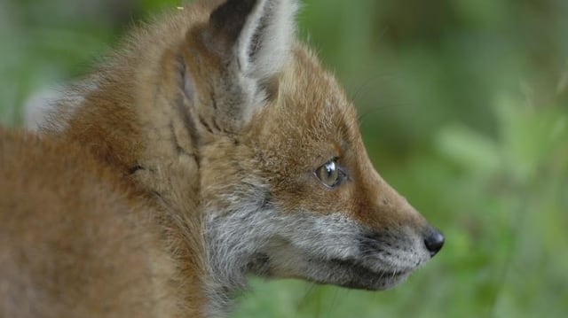 Fuchs Fuchs