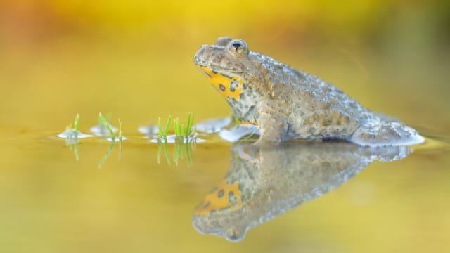 Gelbbauchunke spiegelt sich im Wasser Gelbbauchunke spiegelt sich im Wasser