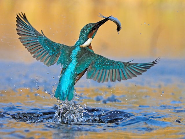 Ein Eisvogel mit einem gefangenen Fisch im Schnabel. Ein Eisvogel mit einem gefangenen Fisch im Schnabel.