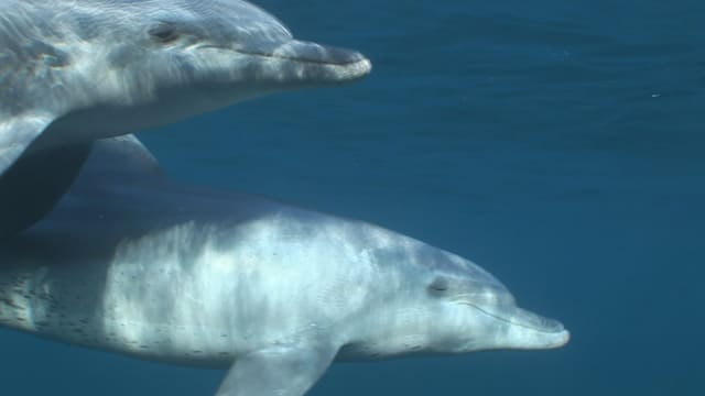 «Einstein» taucht mit Delfinen «Einstein» taucht mit Delfinen