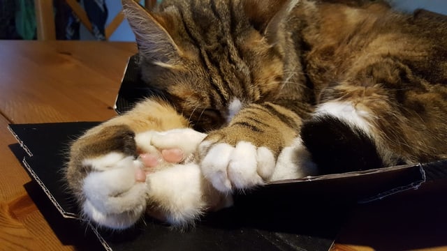 Schlafende Katze mit eingerollten Pfoten. Schlafende Katze mit eingerollten Pfoten.