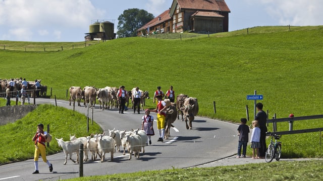 Alpabzug mit Ziegen und Kühen Alpabzug mit Ziegen und Kühen