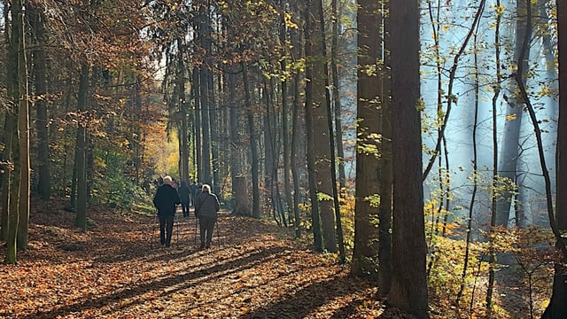 Menschen spazieren durch einen Wald. Menschen spazieren durch einen Wald.