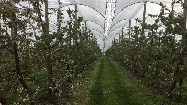 Kirschbäume mit Plastikdächern Kirschbäume mit Plastikdächern