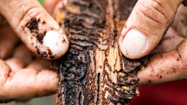 Zwei Hände halten ein Stück Holz. Zwei Hände halten ein Stück Holz.