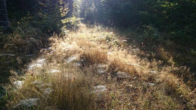 In der Nachmittagssonne glänzen Spinnnetze auf einem Waldboden bei Biberist In der Nachmittagssonne glänzen Spinnnetze auf einem Waldboden bei Biberist