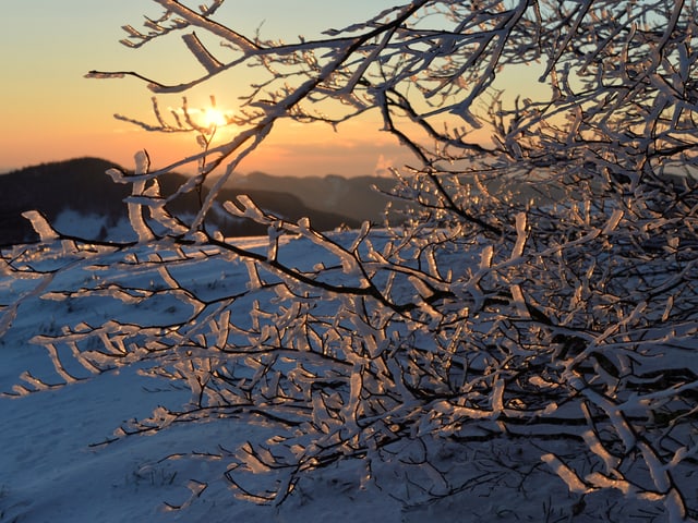 Baum mit Reif an den Ästen. Dahinter verschneite Landschaft und aufgehende Sonne am klaren Himmel.
