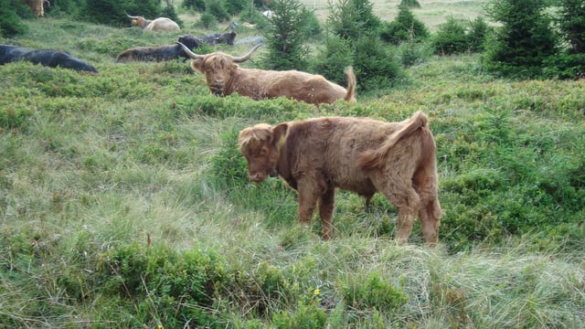 Schottische Hochlandrinder mit grossen Hörnern auf der Weide.