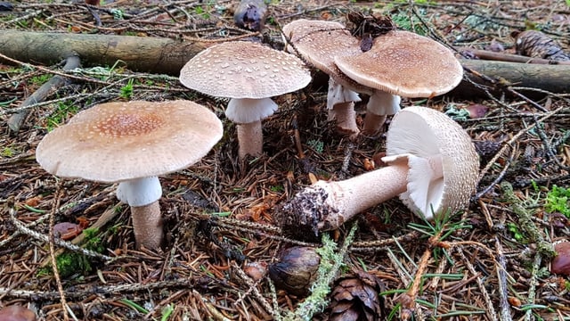 Amanita da vin.