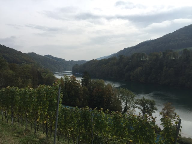 Aussicht vom Weingut auf den Rhein