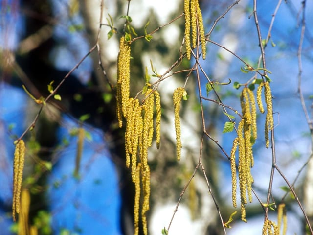Beginn der Birkenblüte Das Frühlingswetter lässt die