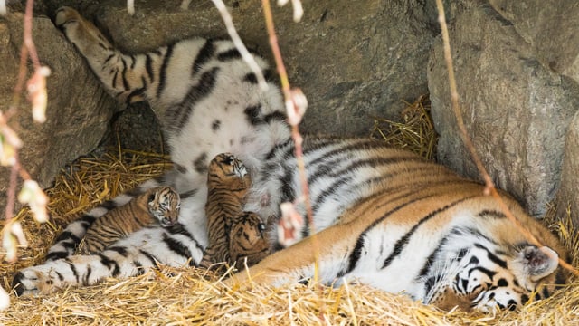 Drei Tigerbabies trinken bei der Mutter Milch Drei Tigerbabies trinken bei der Mutter Milch