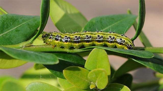 grün-schwarze Raupe auf Buchsblättern. grün-schwarze Raupe auf Buchsblättern.