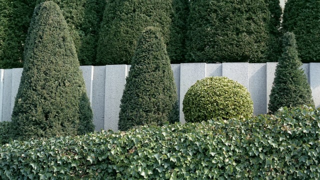 Vier getrimmte Büsche hinter einer Hecke, drei lange hohe und ein kleiner runder. Vier getrimmte Büsche hinter einer Hecke, drei lange hohe und ein kleiner runder.