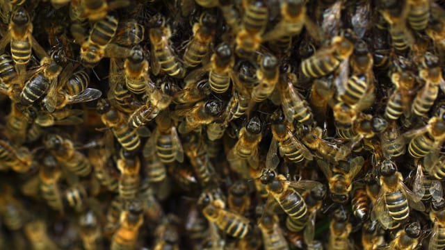 Radio SRF1, 08.05.2014: Bienenstiche im Selbstversuch