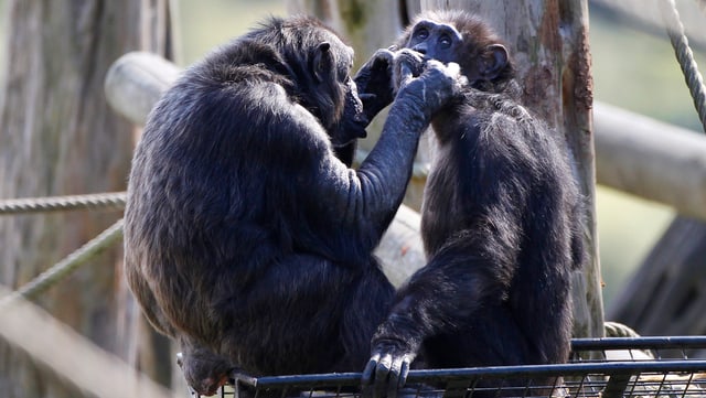 Zwei Schimpansen in einem Zoo bei der gegenseitigen Körper- und Fellpflege, die auch eine wichtige soziale Funktion hat.
