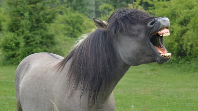 Ein Pferd auf einer grünen Wiese. Ein Pferd auf einer grünen Wiese.