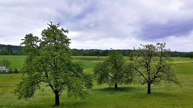 Blick auf saftig-grüne Wiesen und Bäume. Blick auf saftig-grüne Wiesen und Bäume.