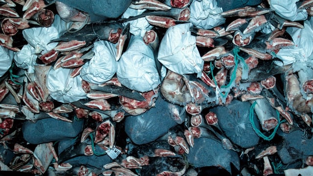 Haifischflossen Haifischflossen
