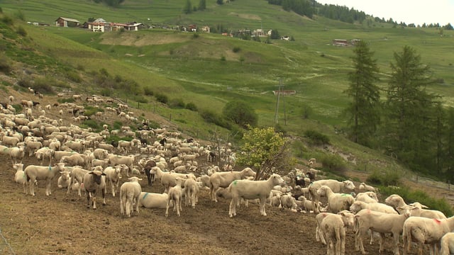 Ein Schafherde vor einem Dorf in Graubünden. Ein Schafherde vor einem Dorf in Graubünden.